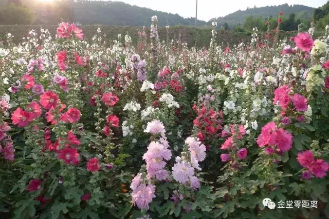 天圆地方！即日起，金堂不再是金堂，这个“新名字”惊艳全世界！