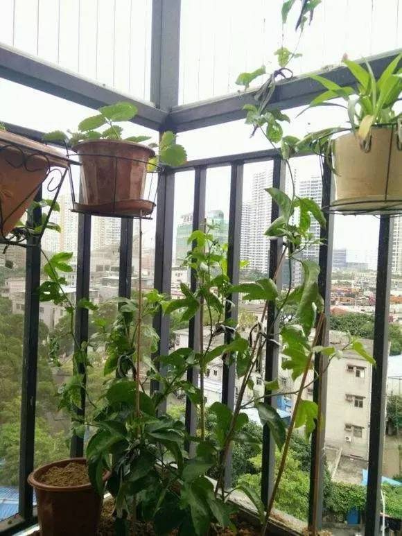 百香果树盆栽怎么种能成活,浙江地区阳台上种植百香果