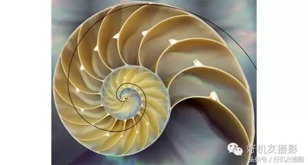 简单介绍黄金分割线构图法的原理,黄金分割线原理