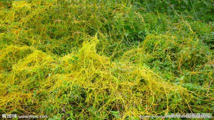 山东济南的道地中药,山东大黄中药材供应