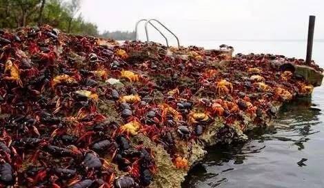 如何防止入侵生物,靠吃货能解决生物入侵吗