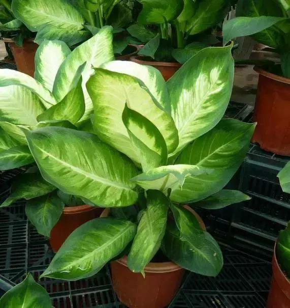 5鏈堜唤鎵︽彃浣曟椂鍙互涓婄泦,澶忓ぉ鎵︽彃鐨勬柟娉曞拰娉ㄦ剰浜嬮」