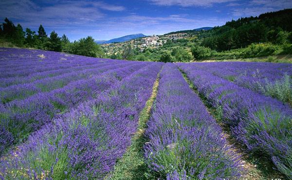 国内薰衣草旅游景点排名前十名,看国内薰衣草去哪里最美