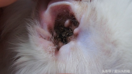 新手养猫怎么预防猫癣加重,养猫知识猫咪伤口抹什么消炎药