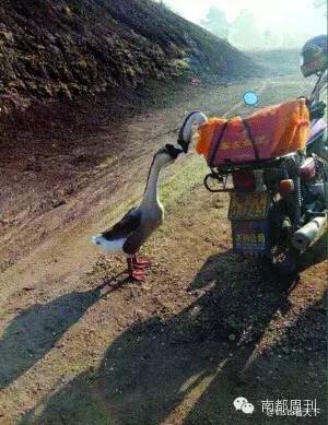 情人节虐狗现场,情人节虐狗名场面