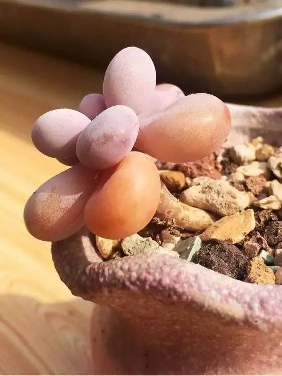 入坑仅1年，他的肉肉竟然全都大变样？！这真的是同一颗肉肉吗？