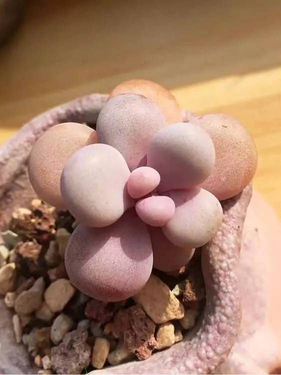 入坑仅1年，他的肉肉竟然全都大变样？！这真的是同一颗肉肉吗？