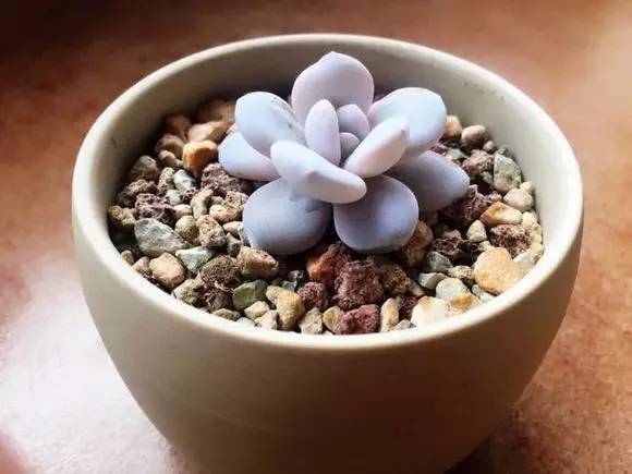 入坑仅1年，他的肉肉竟然全都大变样？！这真的是同一颗肉肉吗？