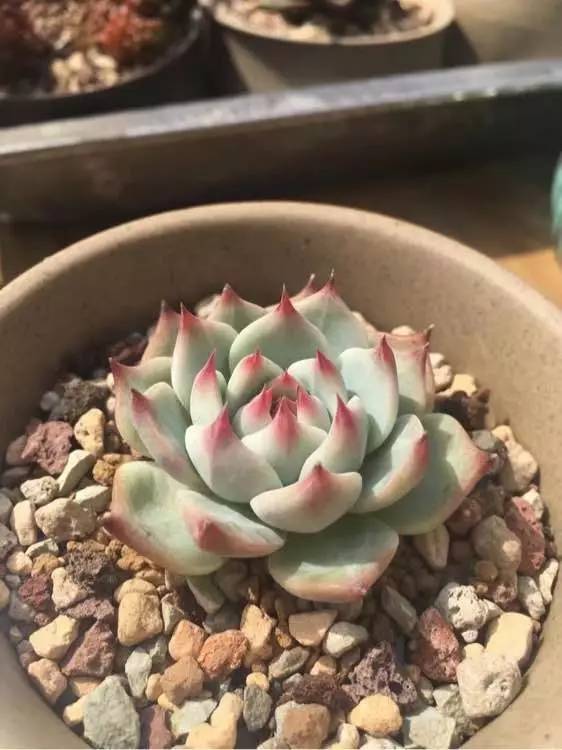 入坑仅1年，他的肉肉竟然全都大变样？！这真的是同一颗肉肉吗？