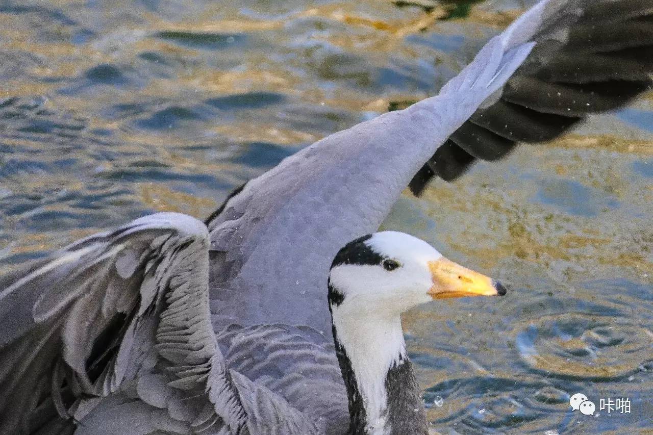 松下fz2500发布时间,松下fz长焦机