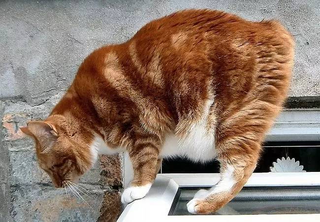 妈妈，这只猫咪怎么没有尾巴？