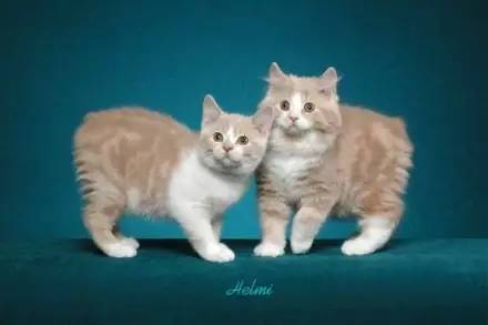 妈妈，这只猫咪怎么没有尾巴？