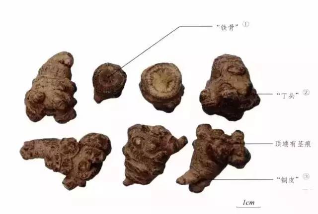 中药三七每天可以吃多少 (每日学一味草药之三七)