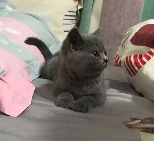 人传染了猫癣还会传染给其他人吗,得了猫癣会烂哪里