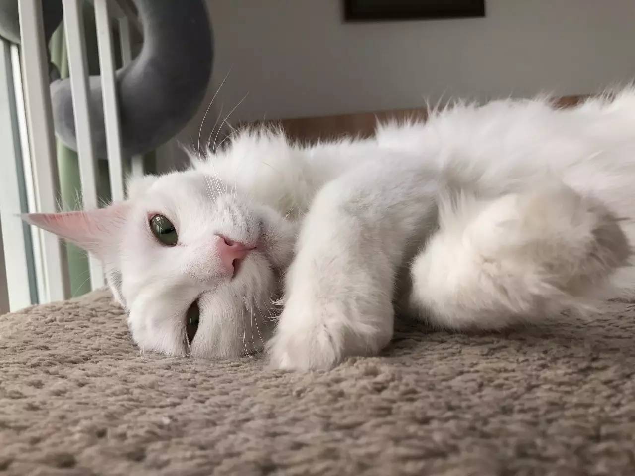 妈妈，这只猫咪怎么没有尾巴？