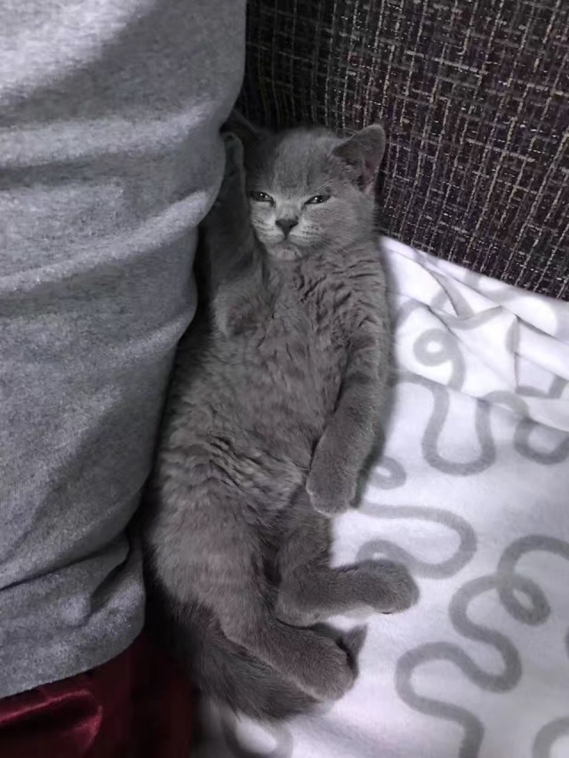 人传染了猫癣还会传染给其他人吗,得了猫癣会烂哪里