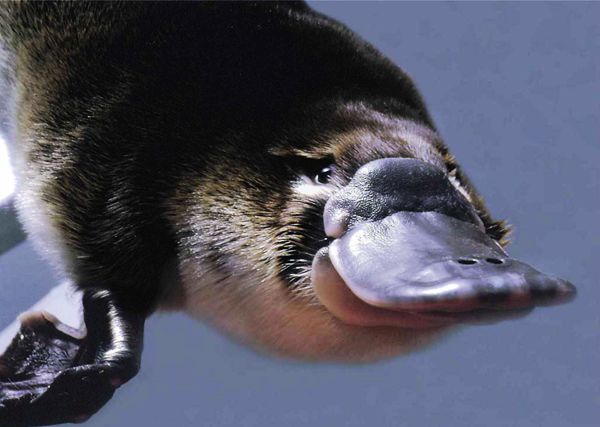 2020第十一届细胞治疗国际研讨会,第八届亚太医学与肿瘤论坛