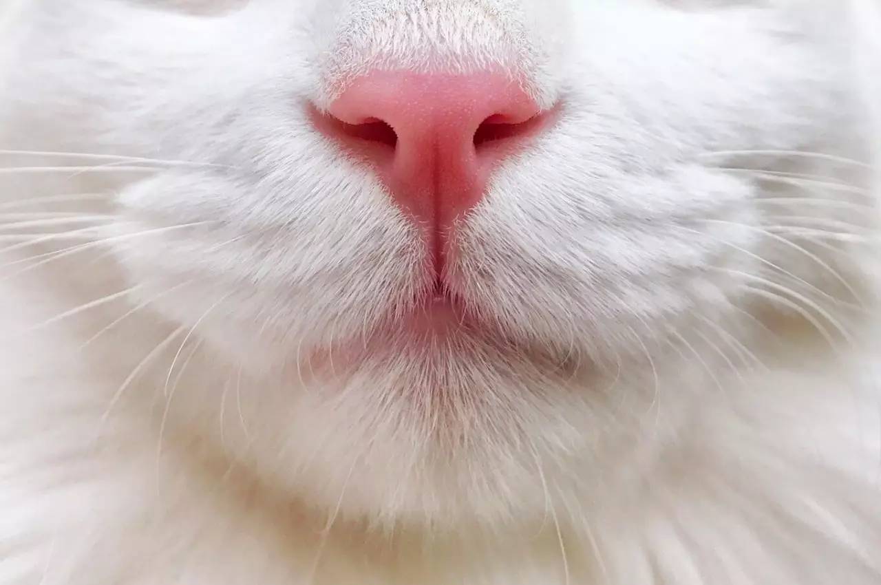 人传染了猫癣还会传染给其他人吗,得了猫癣会烂哪里