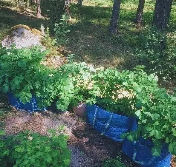 0.99PK2145美元！你最熟悉的宜家大蓝包出了巴黎世家同款