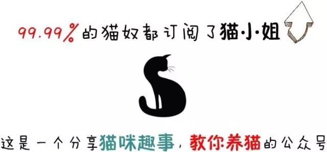 猫咪耳朵发痒是什么原因,猫咪耳朵发红发痒是怎么回事