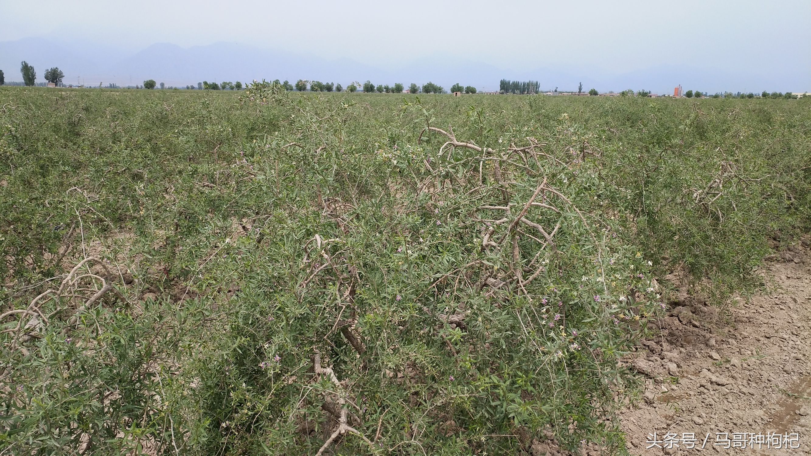 吃枸杞没效果,吃对枸杞才能养生