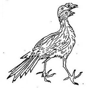 中国古代怪鸟,古代有什么奇特的鸟