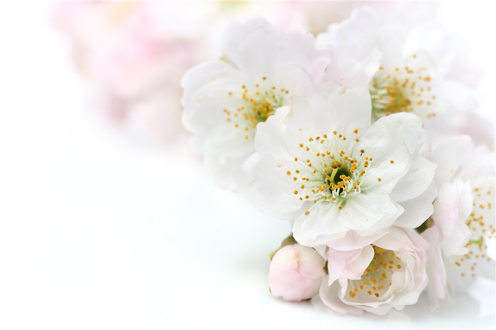 生日花语有哪些,你的生日代表的花语