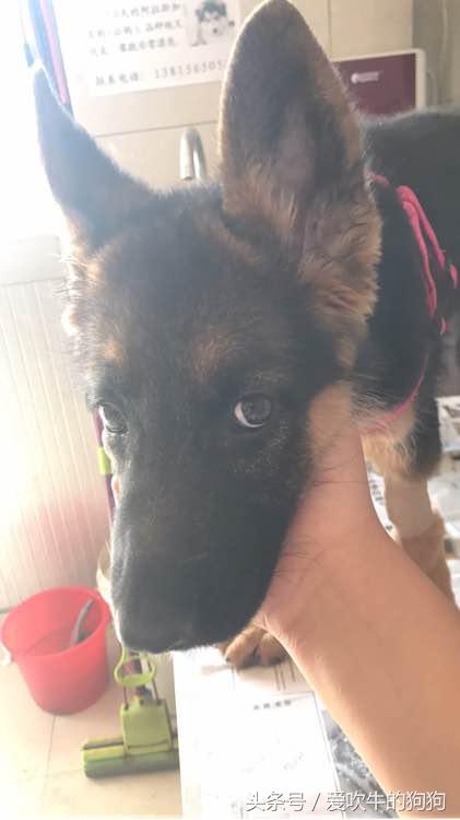 细小治愈过程,治疗细小的过程为什么那么痛苦