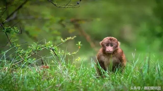 德阳端午周边游一日游,德阳周边游三天攻略