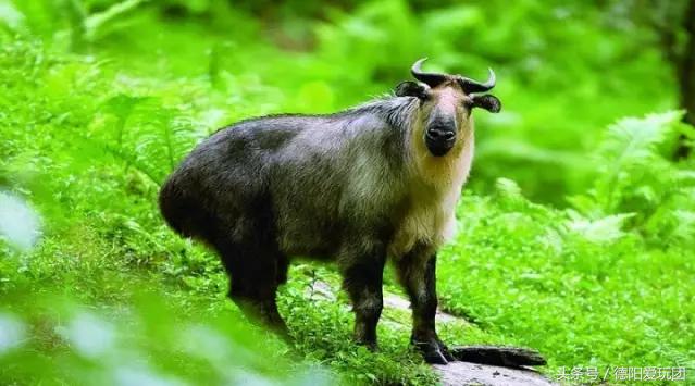 德阳端午周边游一日游,德阳周边游三天攻略