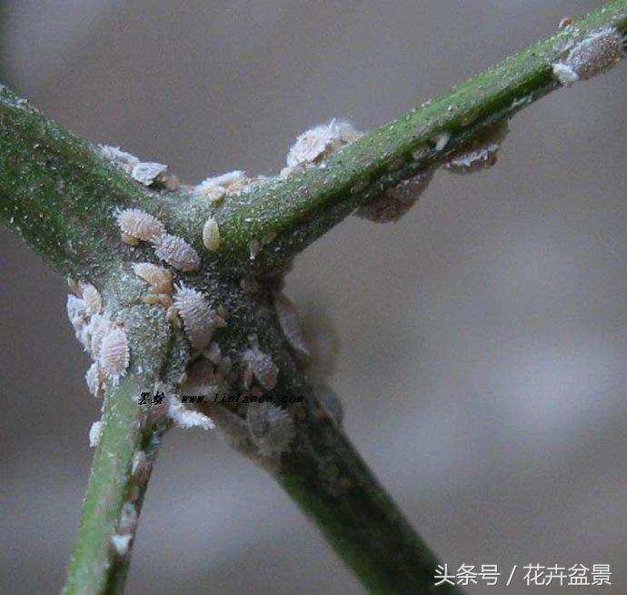 一招轻松搞定蚜虫介壳虫白粉病,蚜虫白粉虱用什么药