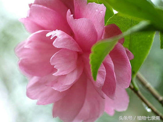 养花嫁接技巧大全视频教程,什么样的花适合嫁接