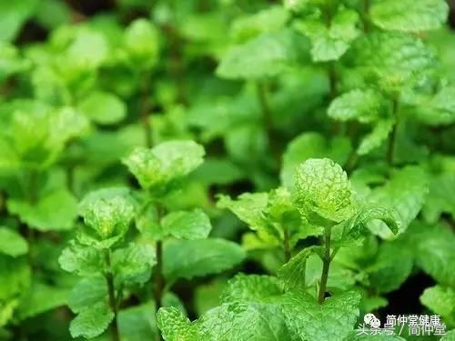 怎么阻止蚊子在耳边飞,为什么蚊子在耳边嗡嗡叫不咬人