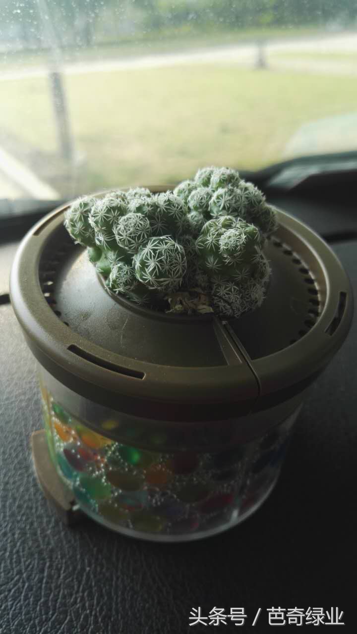 4角鸾凤玉花语,车载花语大全