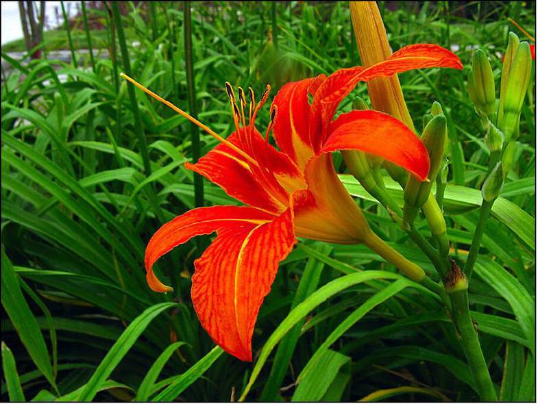 母亲节的由来及祝福语,母亲节愿天下所有的母亲身体健康