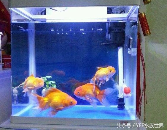 上滤小缸怎么放滤材,上滤缸如何养鱼苗