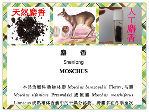 人工麝香和天然麝香区别,什么是天然麝香和人工麝香