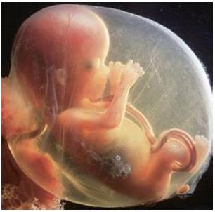 孕妇家属坚持不让剖腹导致胎死腹中，这个责任应该是医院背么？