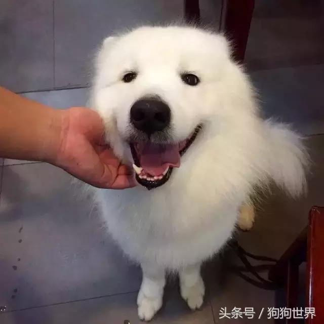 孕妇几个月就可以养宠物狗狗了,孕期如何健康的养狗