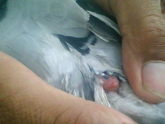 宠物八哥基础知识,八哥预防各种疾病