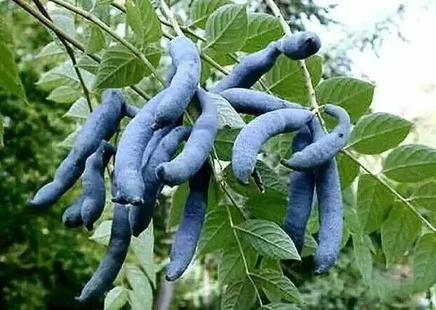 看一下那些你没有吃过的奇葩水果,哪十大奇葩水果吃了很富有