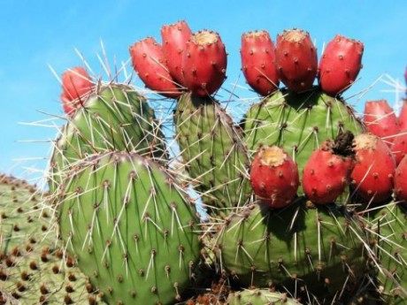 看一下那些你没有吃过的奇葩水果,哪十大奇葩水果吃了很富有