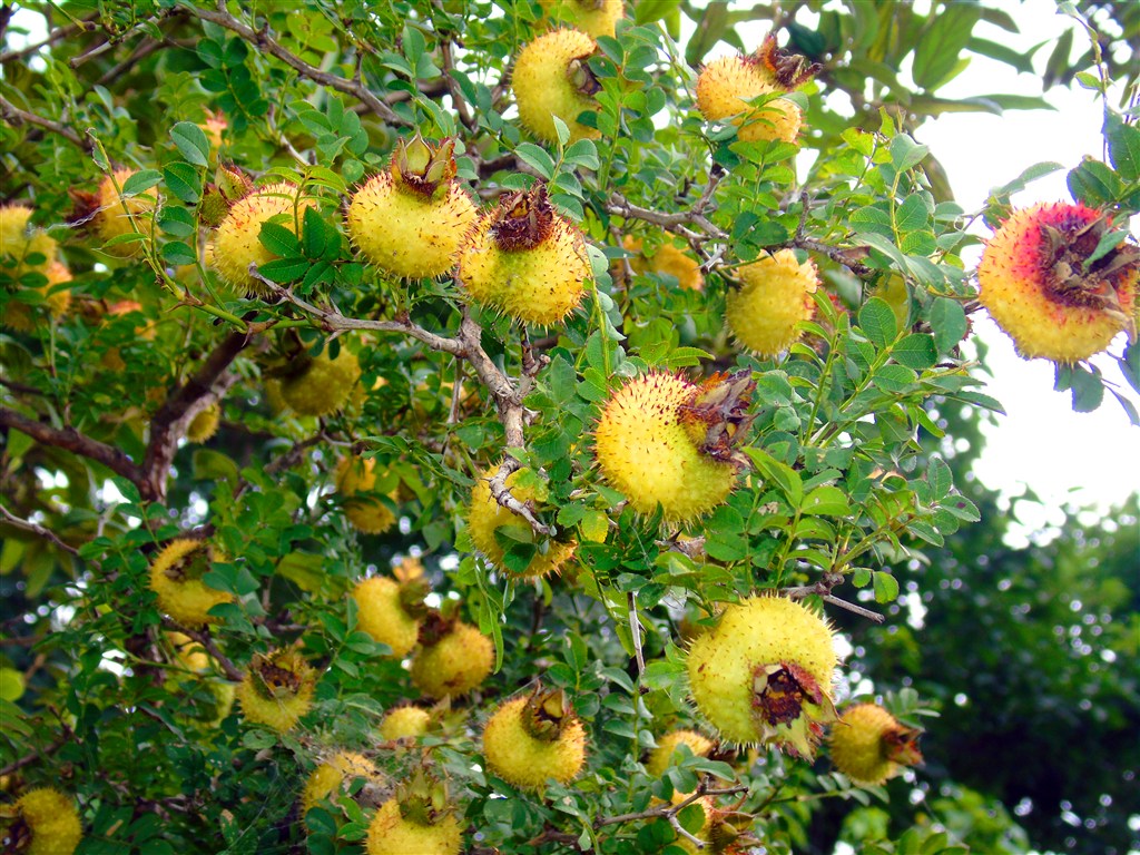 看一下那些你没有吃过的奇葩水果,哪十大奇葩水果吃了很富有