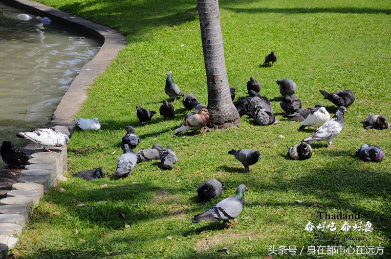 泰国最新旅游之地,泰国旅游清晨时光