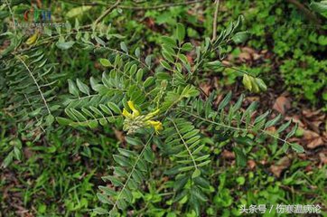 山东济南的道地中药,山东大黄中药材供应