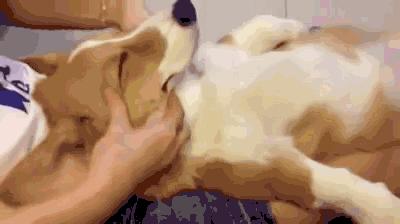 办狗证疑问在线解答,福州狗证办理多长时间能拿到狗证