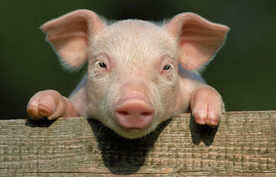 猪病预防综合措施,猪病识别预防用药