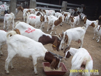 羊拉肚子偏方大全,羊腹泻用什么药效果最快