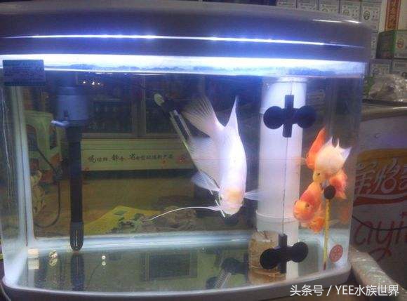 上滤小缸怎么放滤材,上滤缸如何养鱼苗