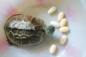 宠物在床上拉屎怎么清理,宠物粪便干在地板上怎么办